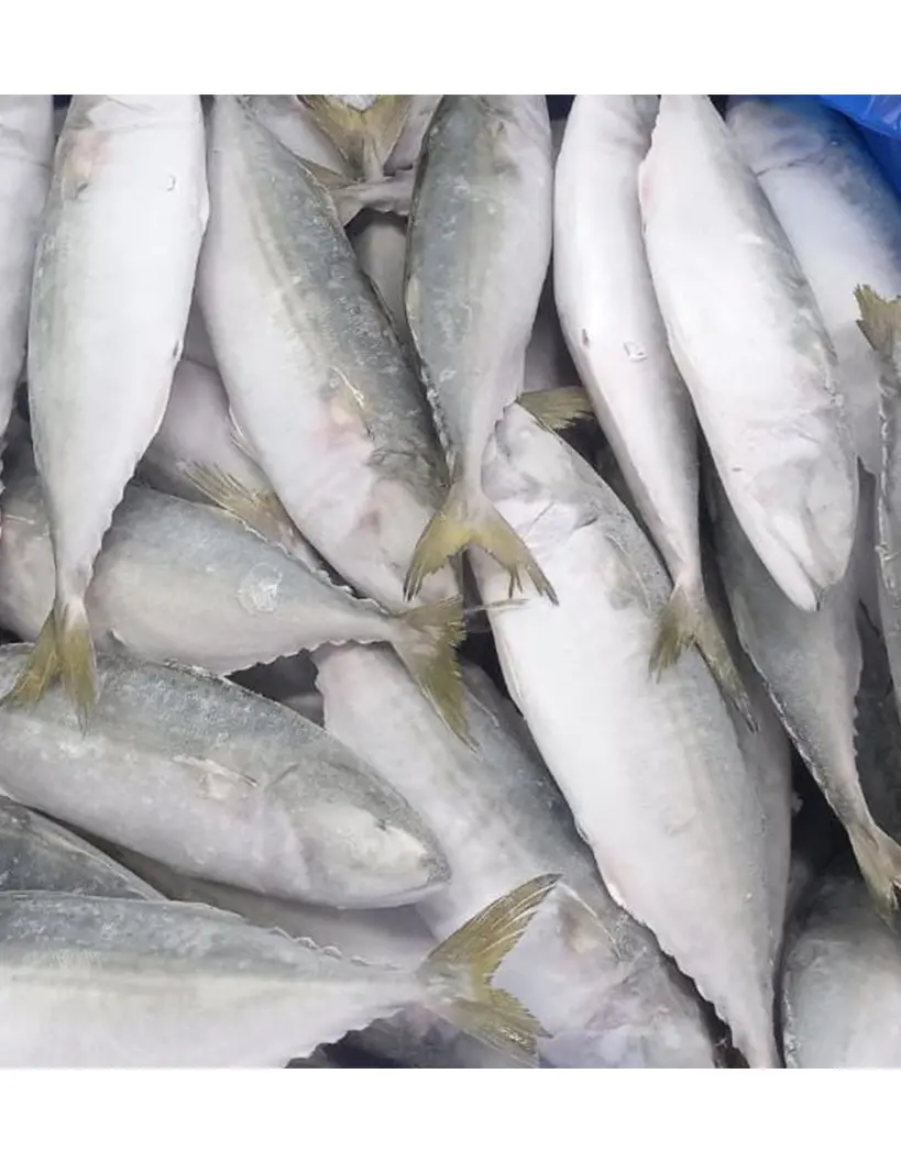 FROZEN INDIAN MACKERAL IQF frozen seafood from India with long experience supplying worldwide